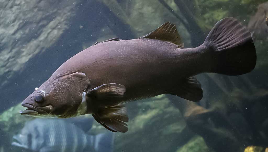 Didysis Nilo ešerys (Lates niloticus)