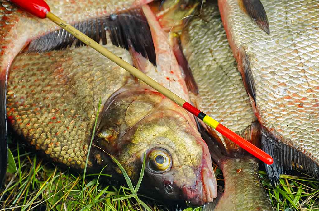 Švento Petro gimtinėje. Pirma dalis Švento Petro gimtinėje. Pirma dalis