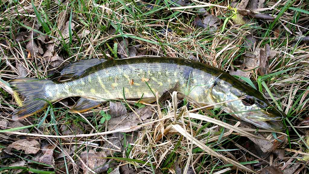 Tiny – kryptis į srovės širdį. Pirma dalis Tiny – kryptis į srovės širdį. Pirma dalis