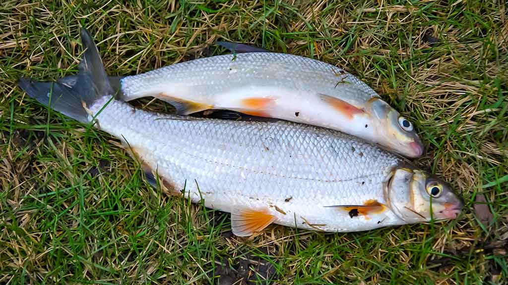 Pirmi ir paskutiniai Dubysos žiobriai. Pirma dalis