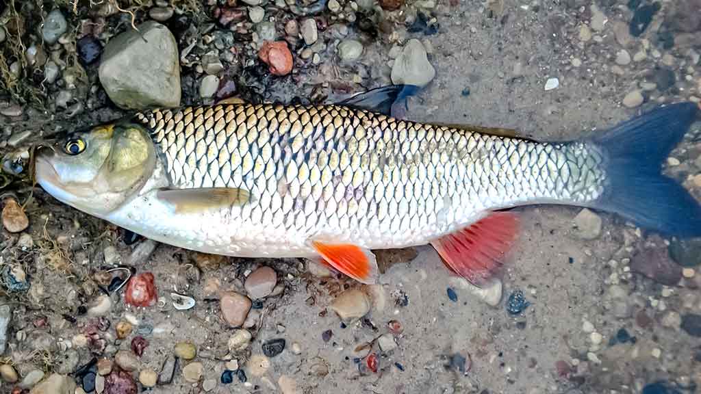 Nevyniojant į vatą apie vėgėlių žūklę. Žūklavietės