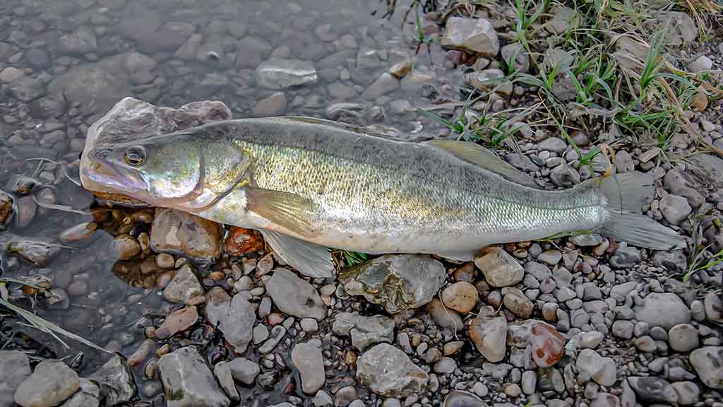 Kuomet sterkai pakyla. Pirma dalis