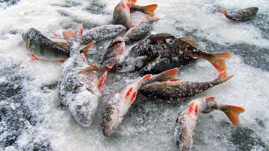 Kada ešerys nusuka nosį