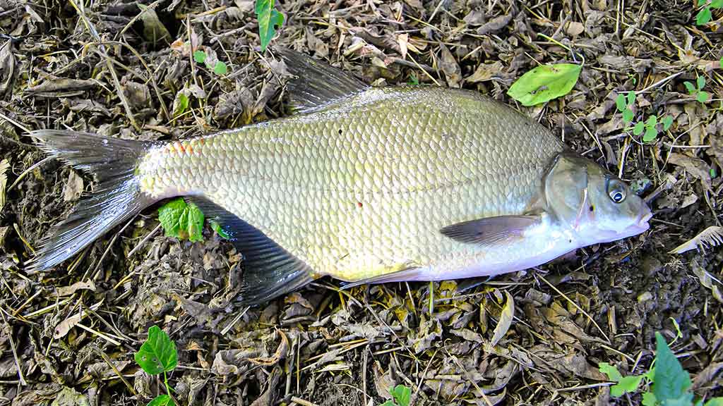 Kaip pagauti karšį? Kaip pagauti karšį?