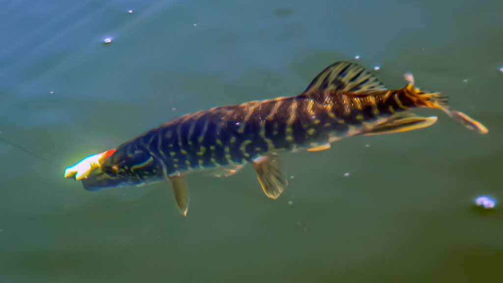 Jaukinimas spiningaujant. Pirma dalis Jaukinimas spiningaujant. Pirma dalis