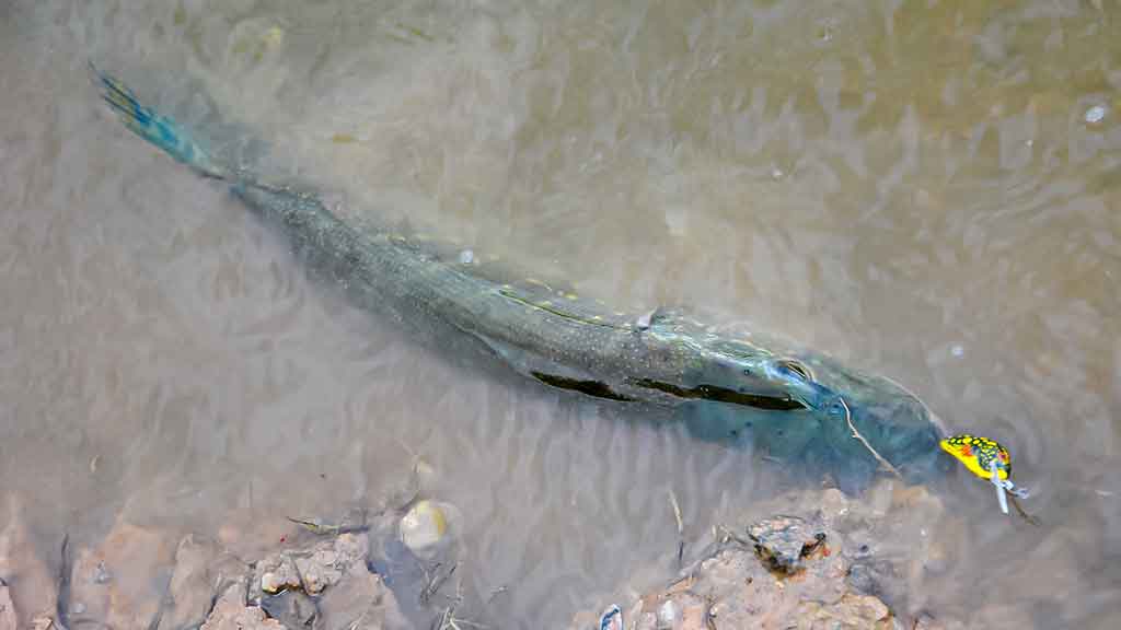 Kaip pagauti pavasarinę lydeką. Pirma dalis
