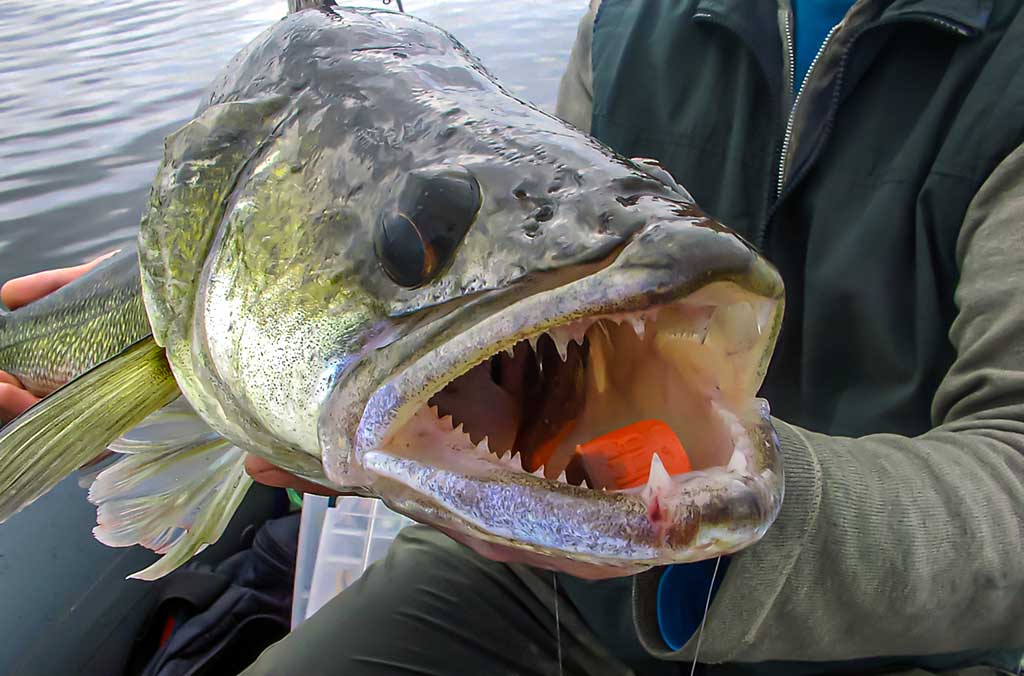 Ežerinio sterko paslaptis. Pirma dalis