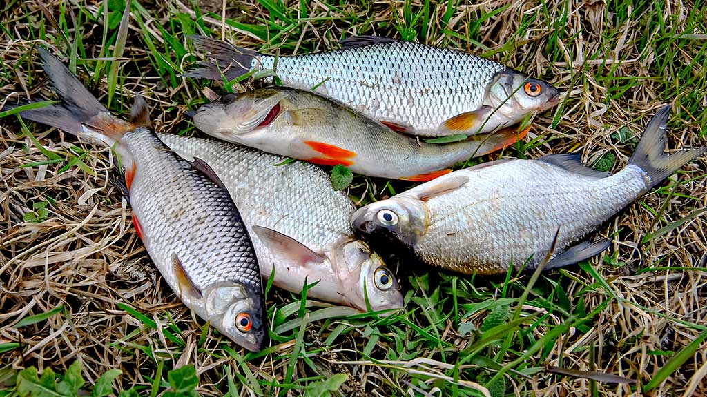 Nuo A iki Z apie monofilamentinį valą. Antra dalis