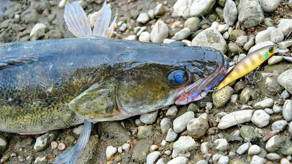 Sterkai ir vobleriai Sterkai ir vobleriai