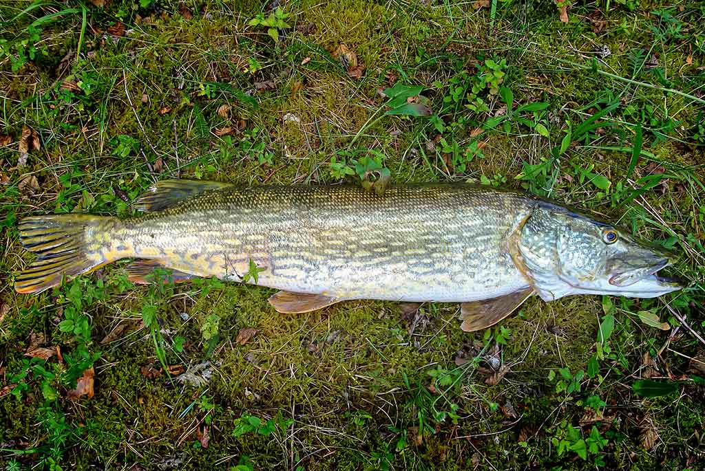 Dviejų uodegėlių fenomenas. Trečia dalis Dviejų uodegėlių fenomenas. Trečia dalis