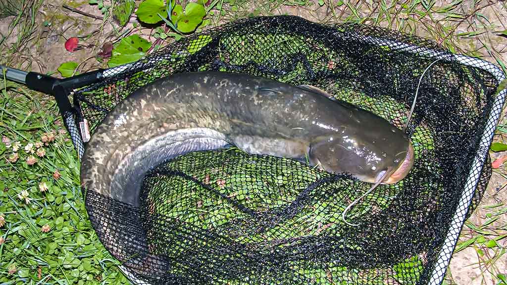 Koks svarelis geriausias. Pirma dalis