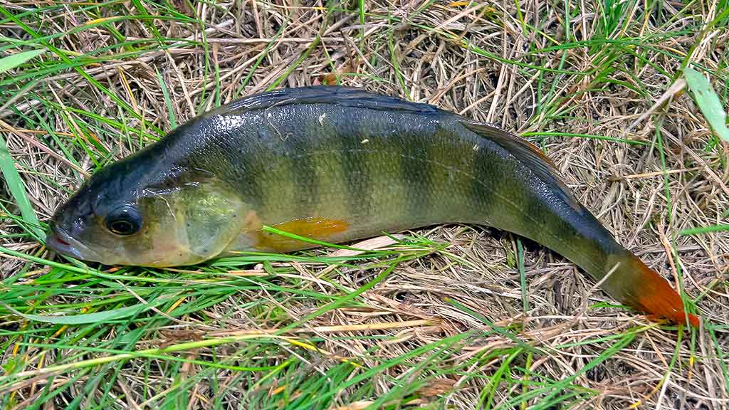 Tarp spiningo ir muselinės. Antra dalis Tarp spiningo ir muselinės. Antra dalis