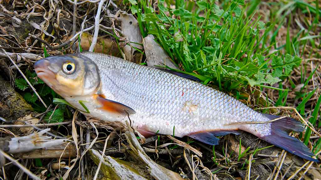 Pirmi ir paskutiniai Dubysos žiobriai. Pirma dalis