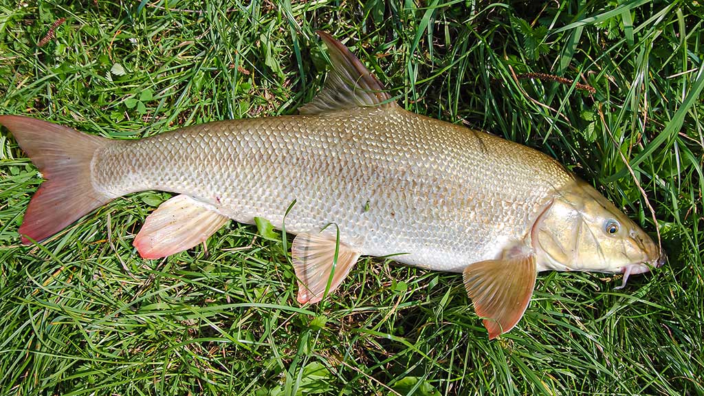 Koks svarelis geriausias. Antra dalis Koks svarelis geriausias. Antra dalis