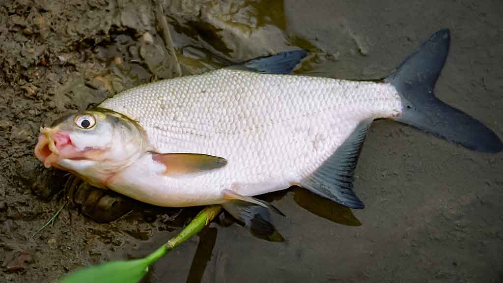 Didelių upių karšiai. Antra dalis Didelių upių karšiai. Antra dalis