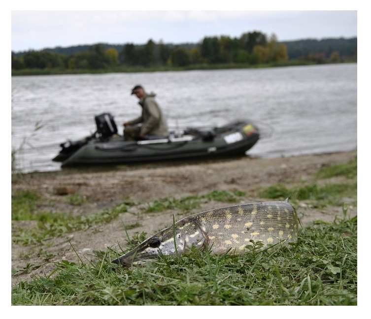 Valtį įsileidžiame Nevėžyje, netoli santakos su Nemunu.