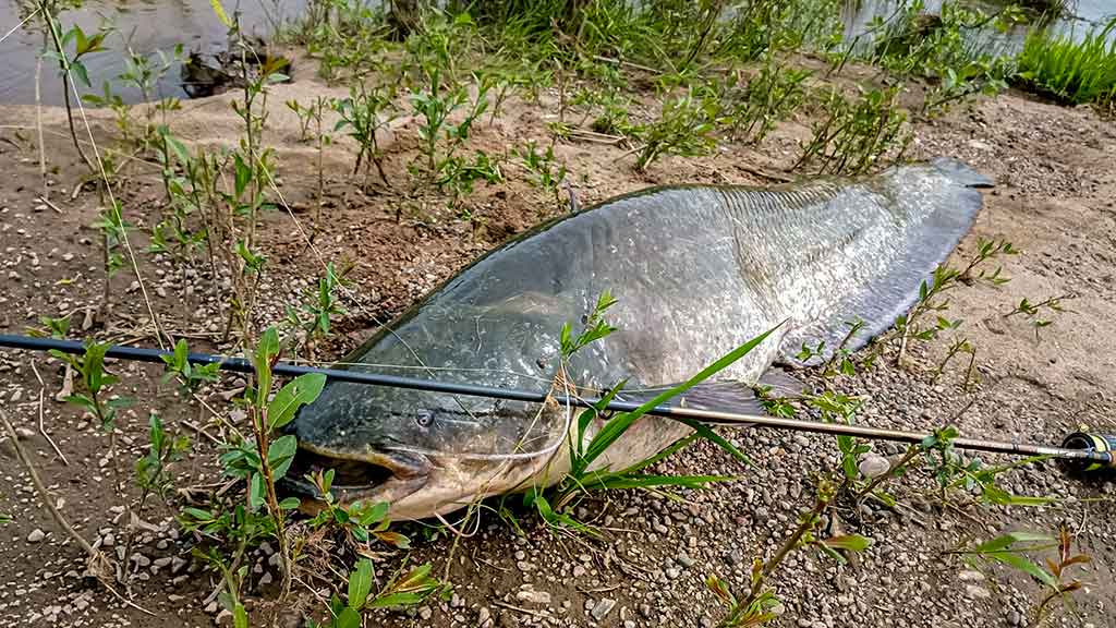 Senelio blizgės ir šamo medžioklė. Pirma dalis