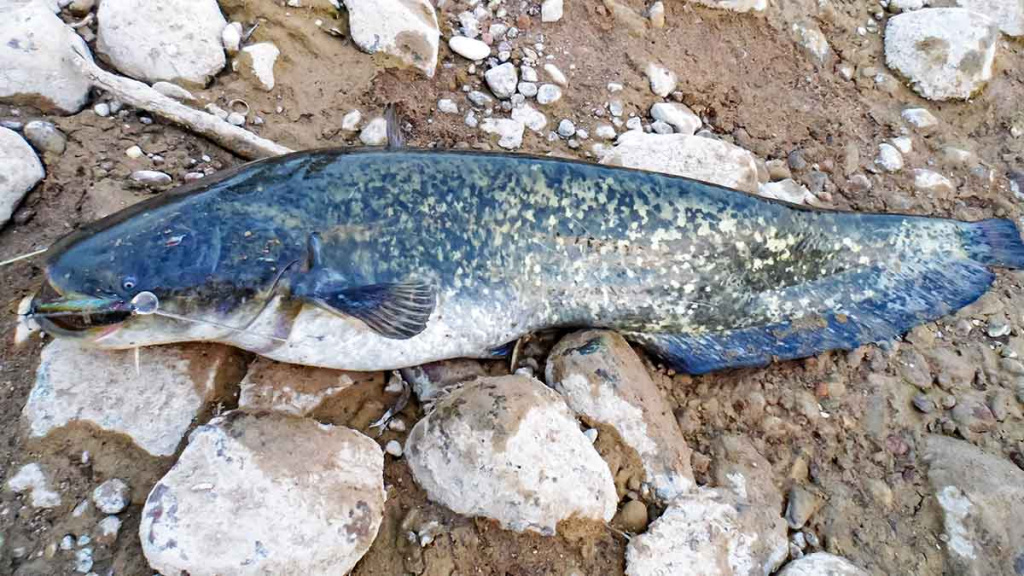 Jei žiemą nori sėkmingai pažvejoti, keliauk į miesto centrą. Pirma dalis Jei žiemą nori sėkmingai pažvejoti, keliauk į miesto centrą. Pirma dalis