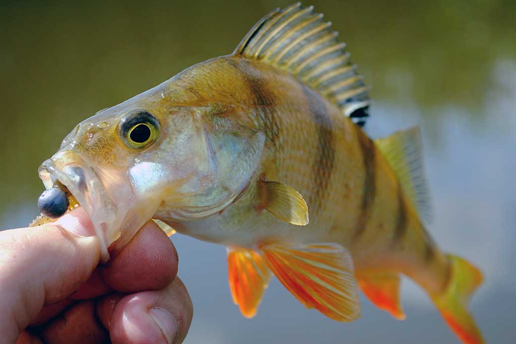 Kuomet sterkai pakyla. Antra dalis