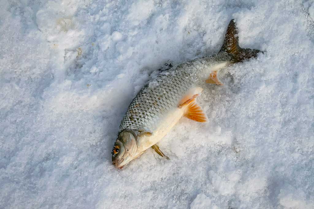 Kitą dieną po Naujųjų