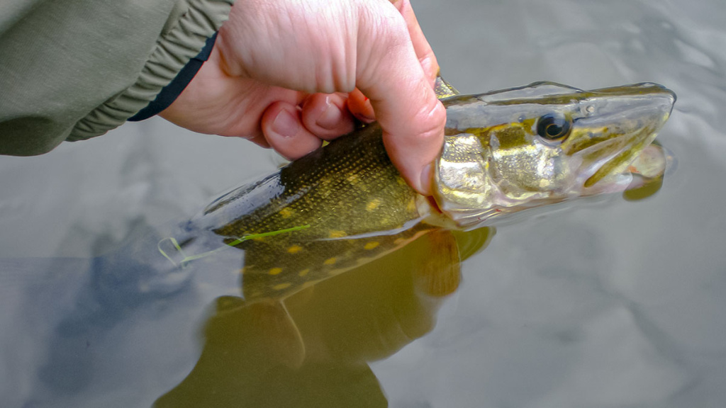 Ta gerai pažįstama mįslinga lydeka. Antra dalis