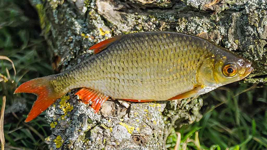 Sugrįžimas, kur giedra, šilta ir žalia