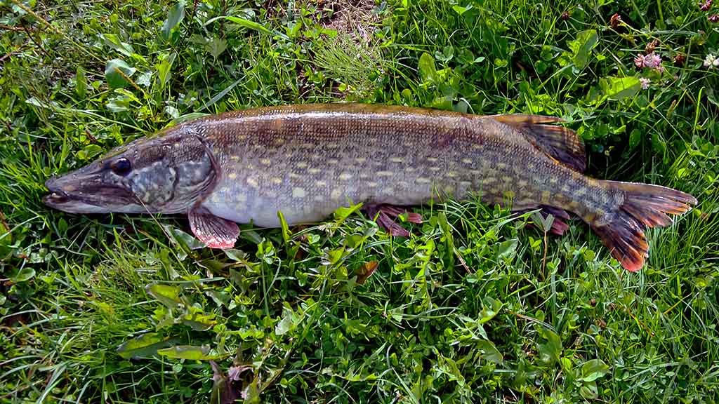 Apie nepilnametes, mikromasalus ir striptizą. Antra dalis