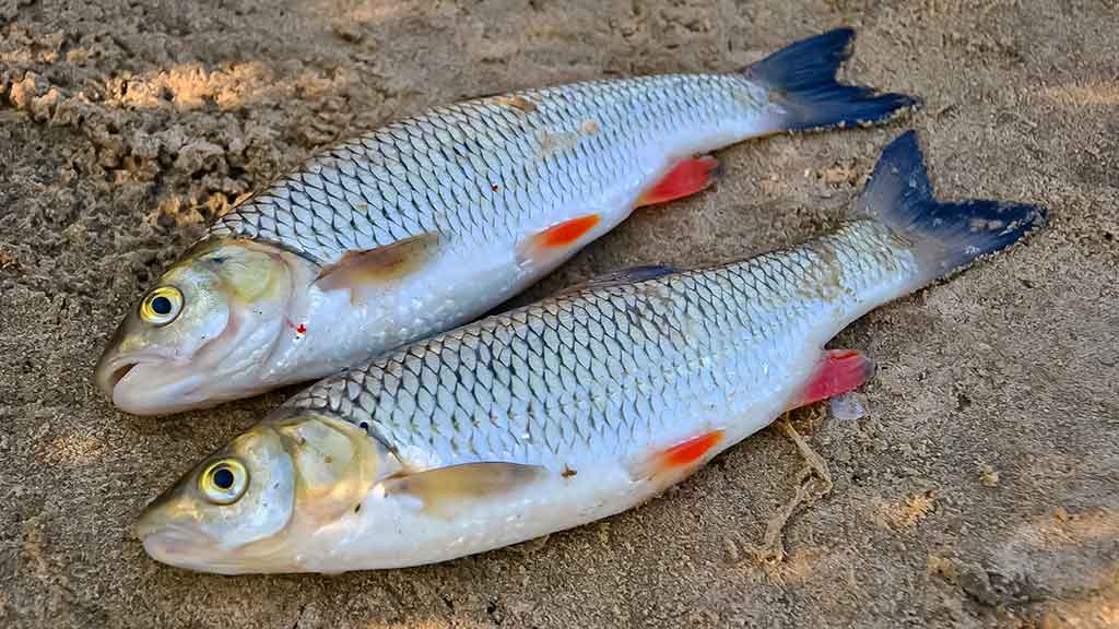 Iš senų užrašų. Neris, dugninė, karšiai ir...
