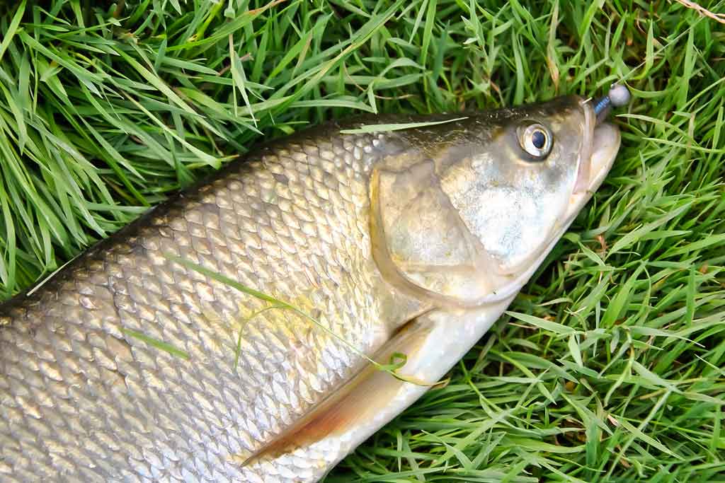 Ar patinka silikonas salačiams? Antra dalis