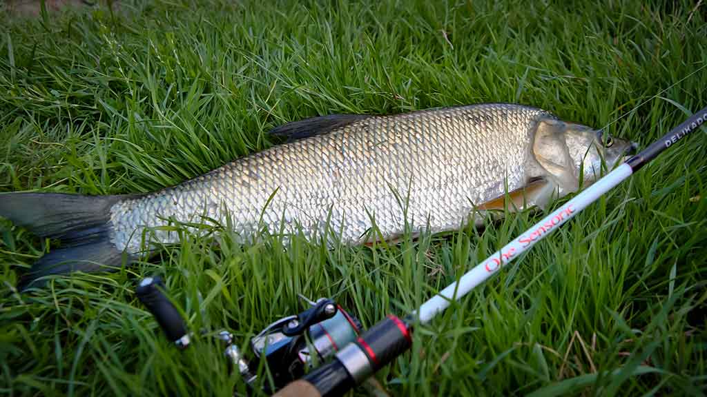 Maži masalai didelei žuviai. Pirma dalis