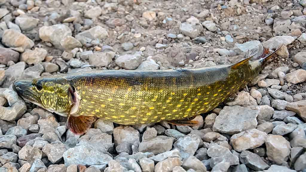 Lydekos, tvičingas ir dideli vobleriai. Techniniai niuansai, žūklavietės Lydekos, tvičingas ir dideli vobleriai. Techniniai niuansai, žūklavietės