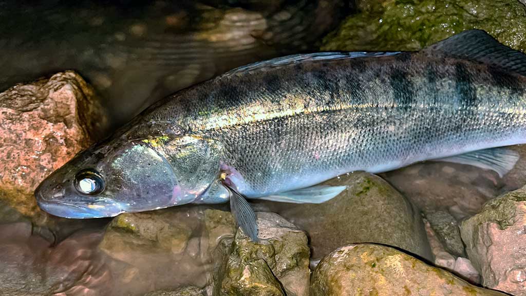 Naktinis spiningavimas vasarą ir kitais metų laikais