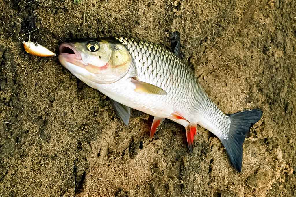 Šapalai ir vobleriai. Musės dydžio masalai Šapalai ir vobleriai. Musės dydžio masalai