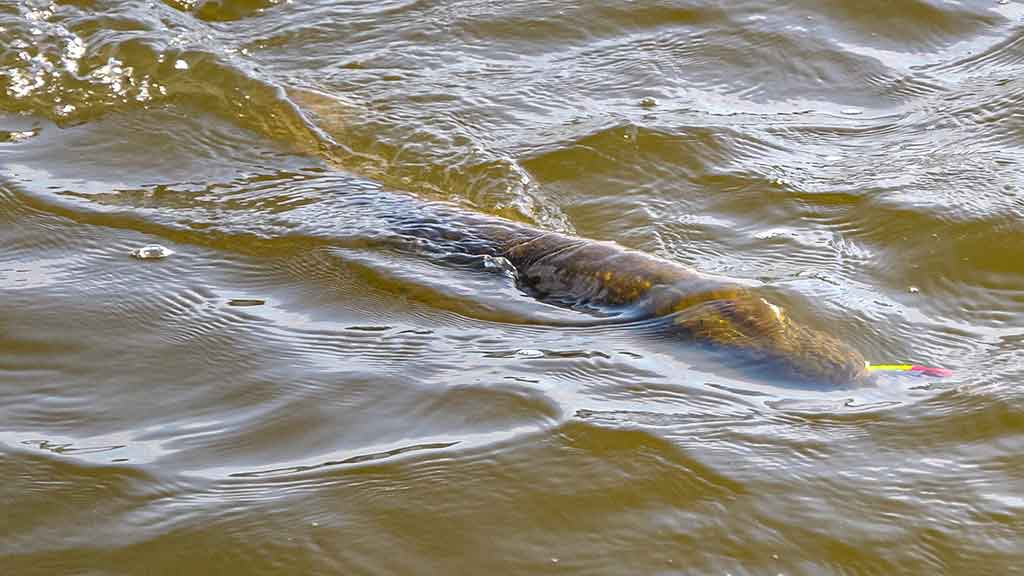 Vandens džiunglių labirintuose. Ne vien augalai Vandens džiunglių labirintuose. Ne vien augalai