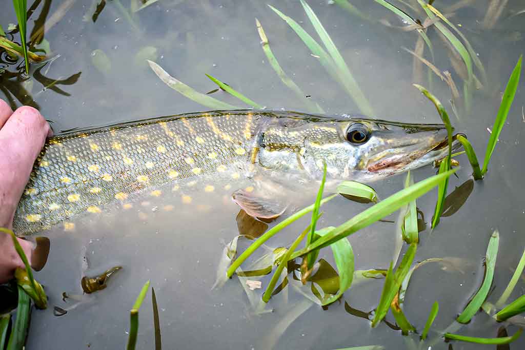 Apie nepilnametes, mikromasalus ir striptizą. Antra dalis