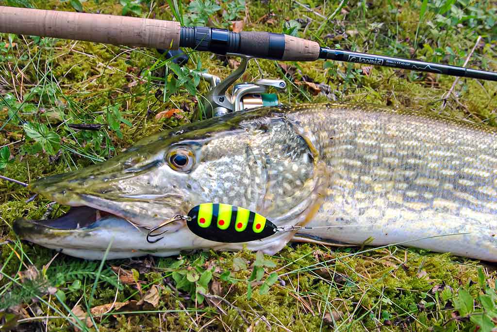 Kaip pagauti lydeką? Kaip pagauti lydeką?