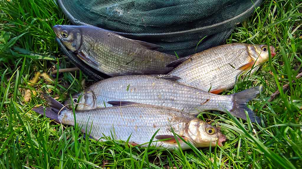 Išgyventi iki vakaro. Antra dalis Išgyventi iki vakaro. Antra dalis