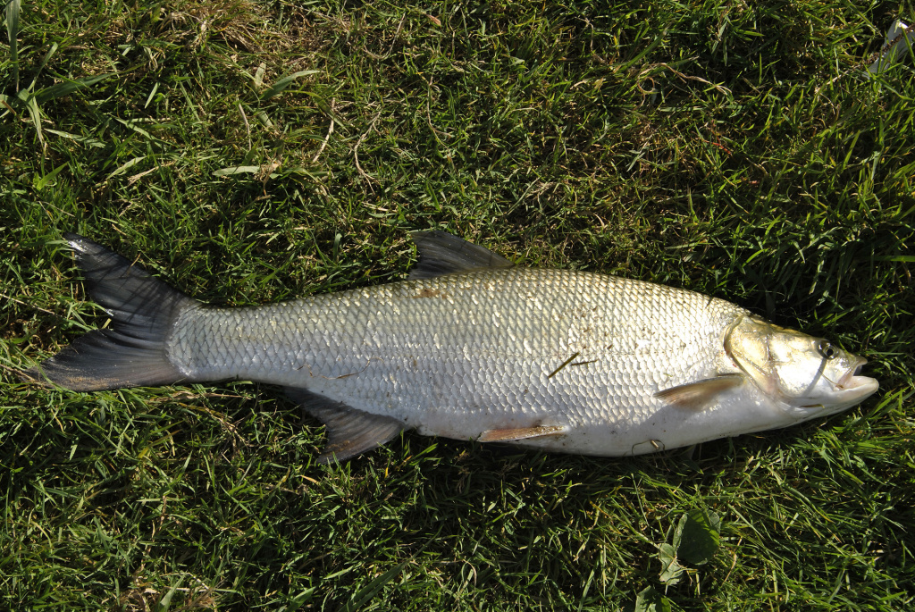 Ar patinka silikonas salačiams? Antra dalis