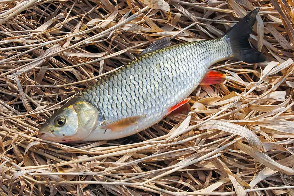 Kaip pagauti šapalą? Kaip pagauti šapalą?