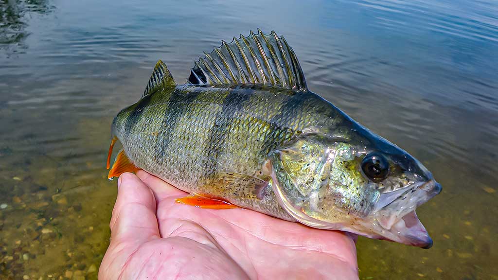 Žiemos gudrybes prisiminus. Antra dalis