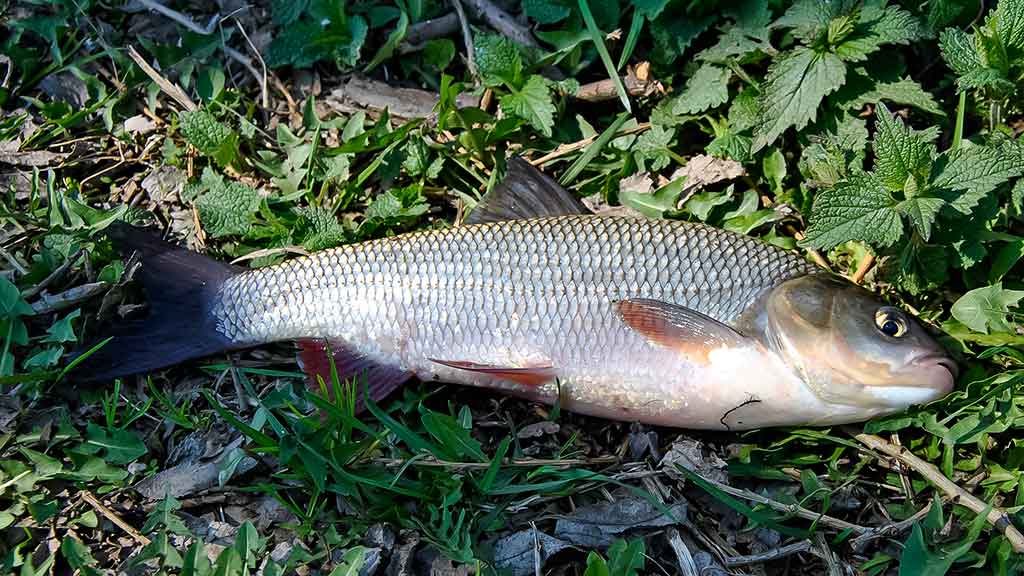 Plėšrūnai naktį nemiega. Pirma dalis