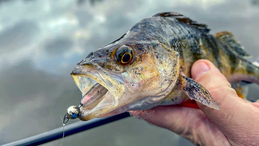 Kiek svarbus žvejui karabinas? Pirma dalis Kiek svarbus žvejui karabinas? Pirma dalis