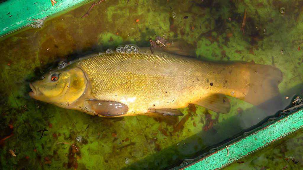 Brėkštančio ryto žuvys. Pirma dalis Brėkštančio ryto žuvys. Pirma dalis