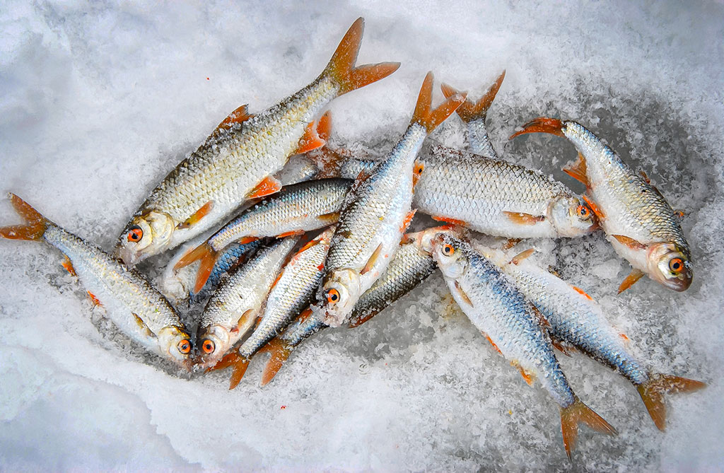 Sidabrinis blyksnis po pirmu ledu. Pirma dalis