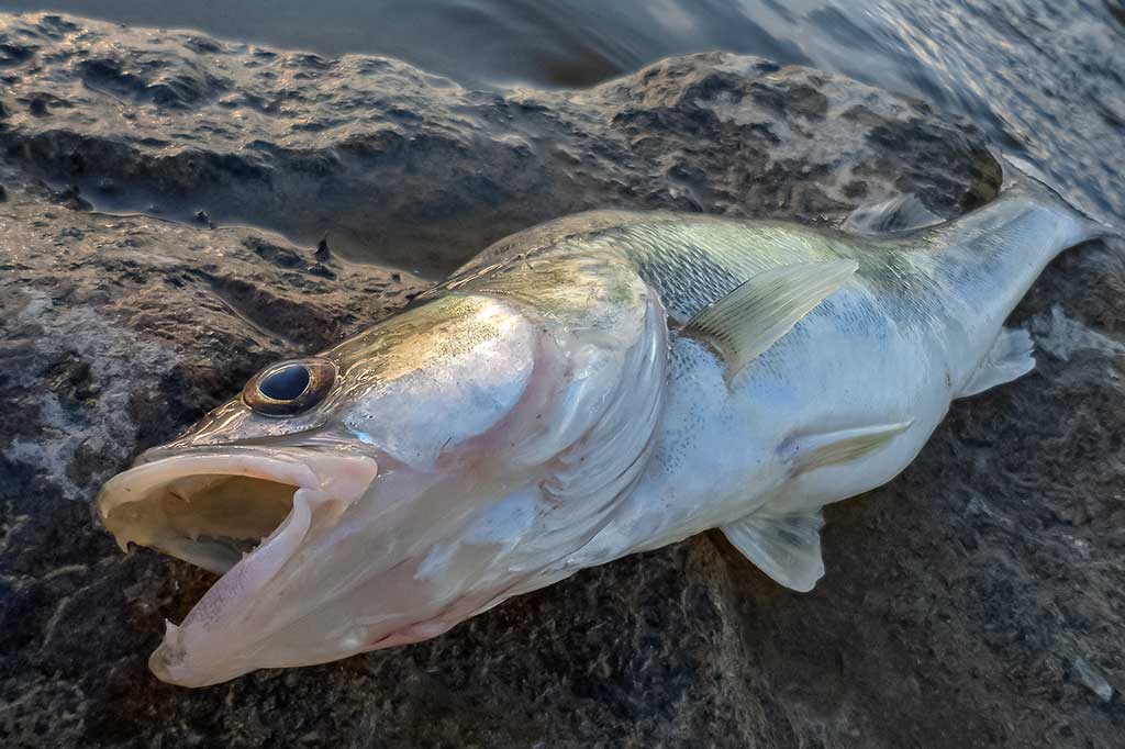 Kaip nešiotis spininginius masalus? Antra dalis Kaip nešiotis spininginius masalus? Antra dalis