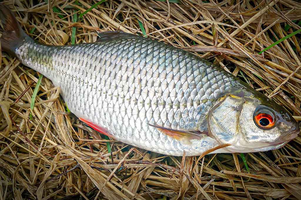 Didelė mažų svarelių reikšmė. Ketvirta dalis Didelė mažų svarelių reikšmė. Ketvirta dalis