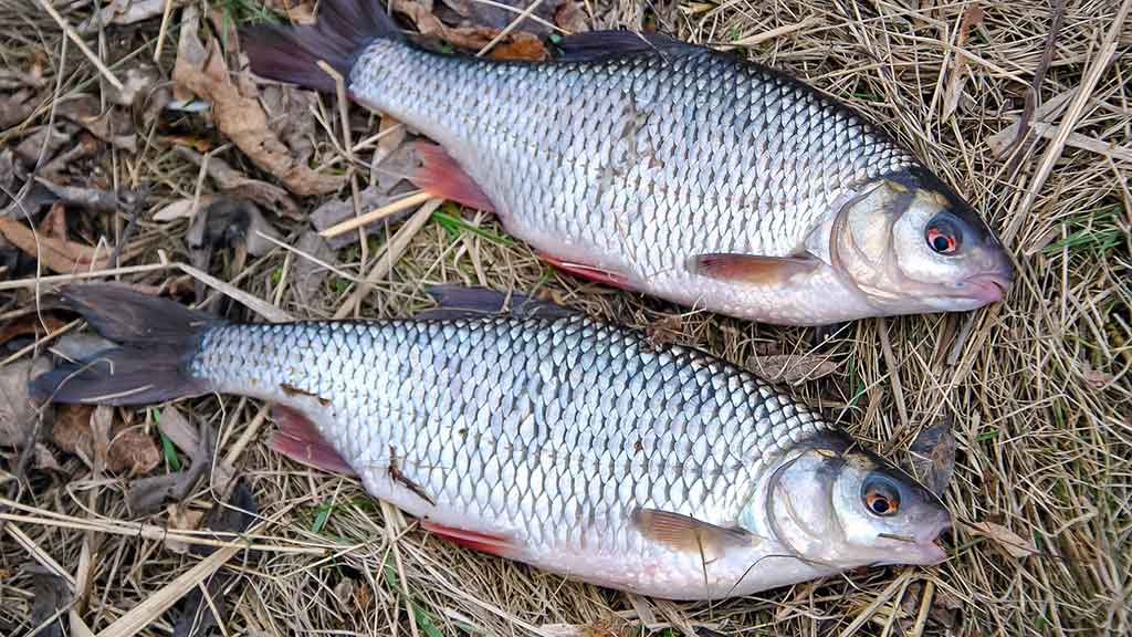 Sudužę margučiai arba kaip Dievas juokiasi Sudužę margučiai arba kaip Dievas juokiasi