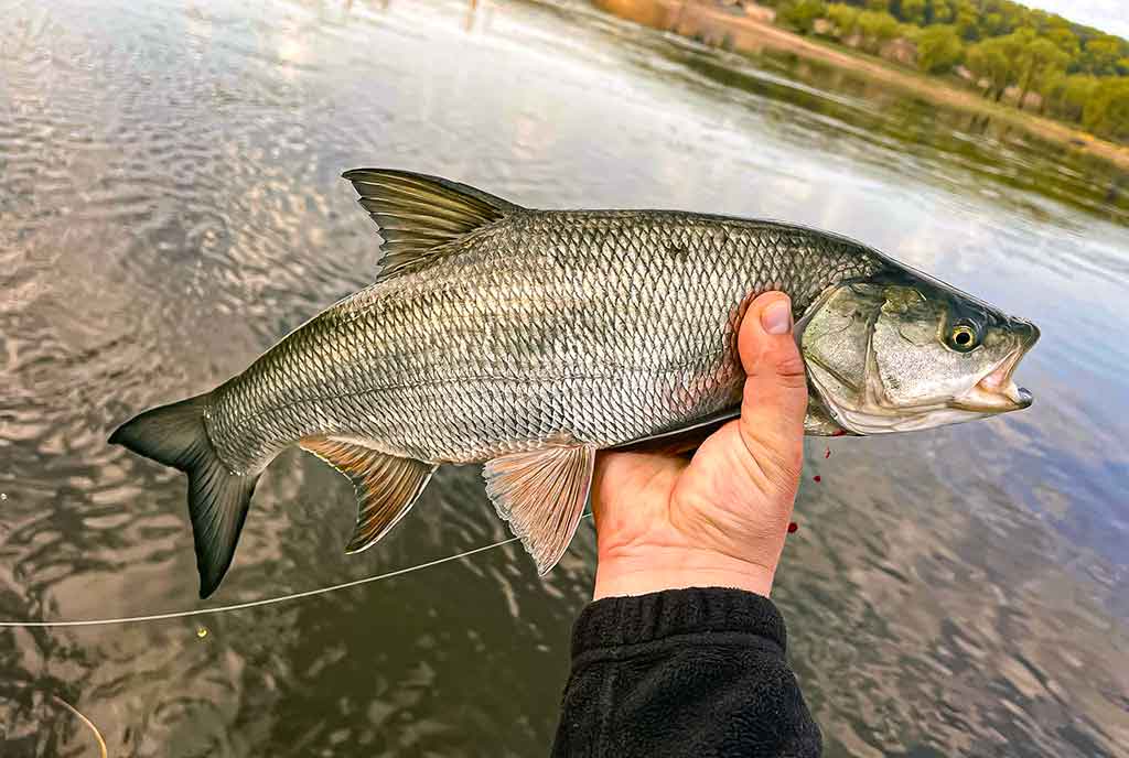 Maži masalai didelei žuviai. Antra dalis Maži masalai didelei žuviai. Antra dalis