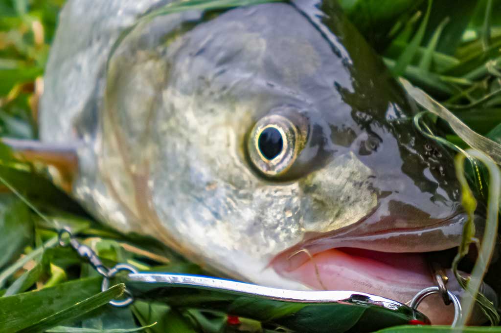 Salatis iš upės vidurio. Antra dalis Salatis iš upės vidurio. Antra dalis