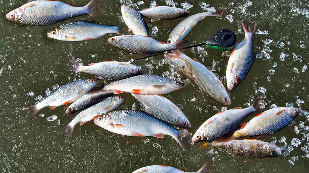 Avižėlė be masalo. Kabliuko „priedai“